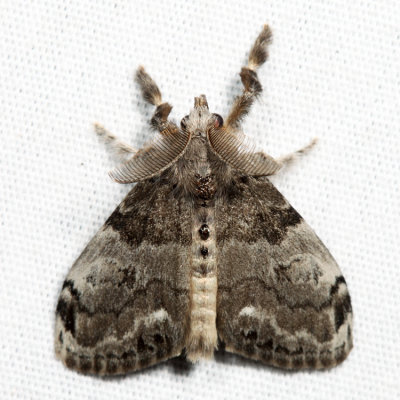 8316 - White-marked Tussock Moth - Orgyia leucostigma*