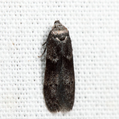 1162 - Acorn Moth - Blastobasis glandulella*