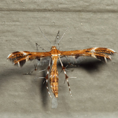  6102  Dejongia lobidactylus *