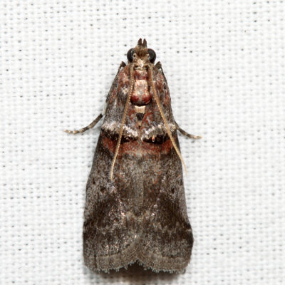5691 – Sweetfern Leaf Casebearer Moth – Acrobasis comptoniella*