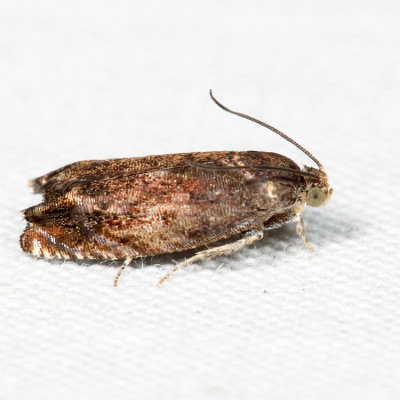 3471  Hickory Shuckworm Moth  Cydia caryana*