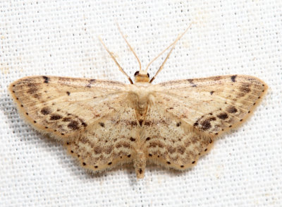 7126  Single-dotted Wave  Idaea dimidiata