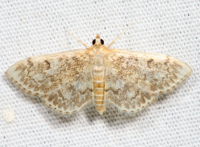 4954 - Quebec Phlyctaenia - Anania quebecensis