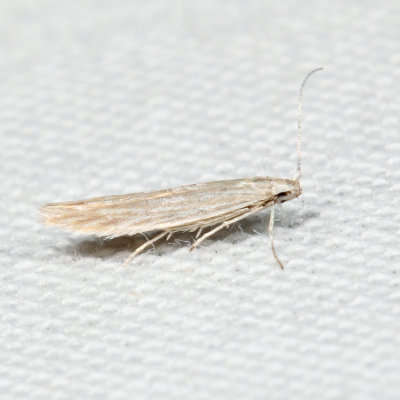 1358 - Coleophora quadrilineella*