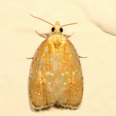  3504 – Blueberry Leaftier Moth – Acleris curvalana 7.3.6