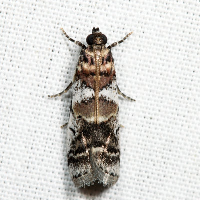 5651 – Leaf Crumpler Moth – Acrobasis indigenella*