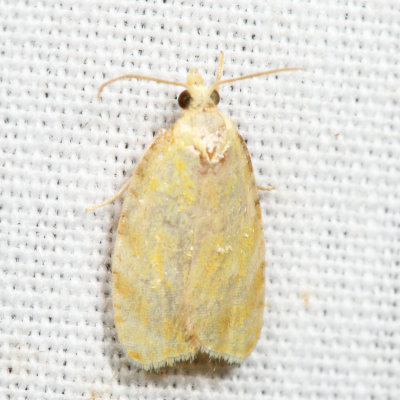 3504 – Blueberry Leaftier Moth – Acleris curvalana 7.3.10