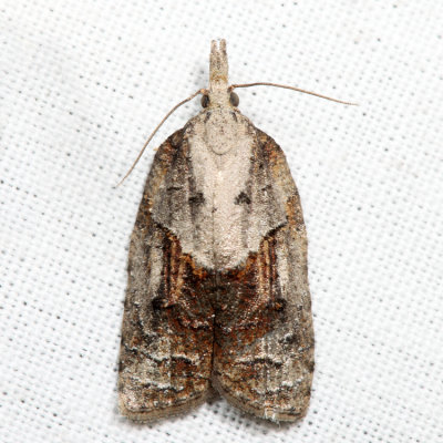 3740 – Tufted Apple Budmoth – Platynota idaeusalis*