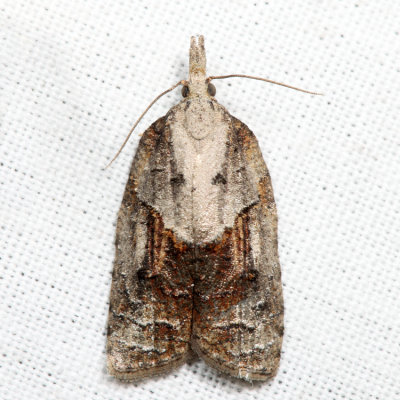 3740  Tufted Apple Budmoth  Platynota idaeusalis*