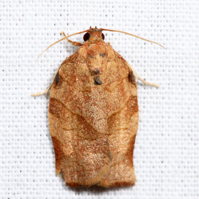 3635  Oblique-banded Leafroller Moth  Choristoneura rosaceana*