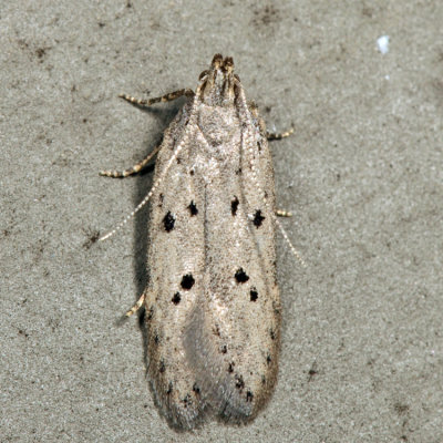 1852 - Ten-spotted Honeysuckle Moth - Athrips mouffetella*