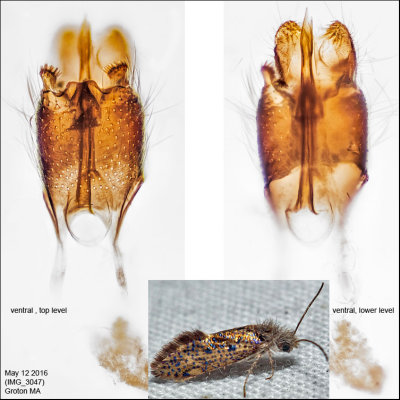 0003 - Chinquapin Leaf-miner Moth - Dyseriocrania griseocapitella