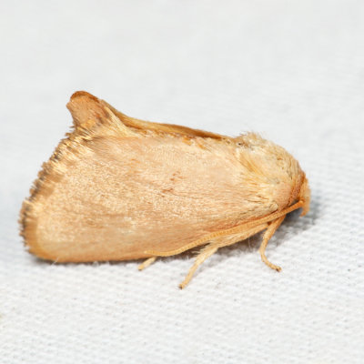 4653 – Red-crossed Button Slug Moth – Tortricidia pallida*