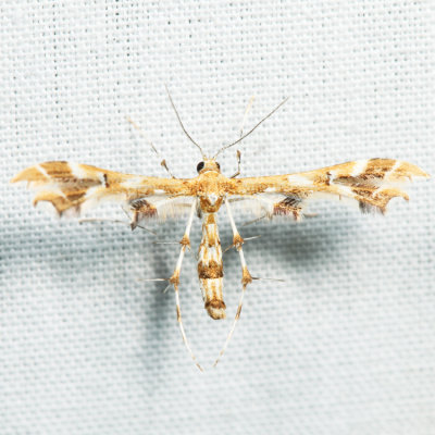6091 – Grape Plume Moth – Geina periscelidactylus *