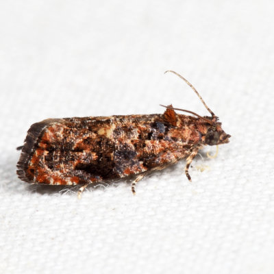 2738 – Verbena Bud Moth – Endothenia hebesana*