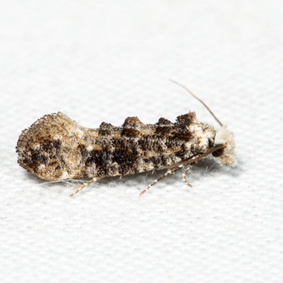 0317 – Clemens' Bark Moth – Xylesthia pruniramiella*