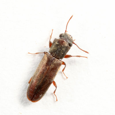 Velvety Powderpost Beetle - Trogoxylon parallelipipedum