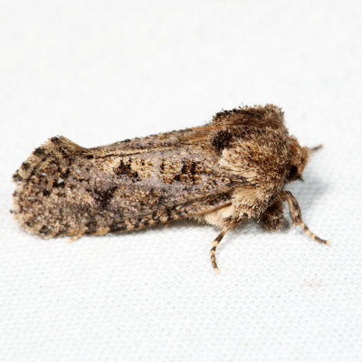 0373 – Clemens' Grass Tubeworm Moth – Acrolophus popeanella*