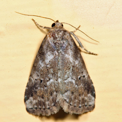 9038 - White-lined Graylet - Hyperstrotia villificans*