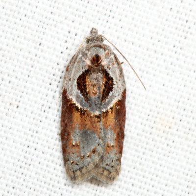 3543 - Stained-back Leafroller - Acleris maculidorsana*
