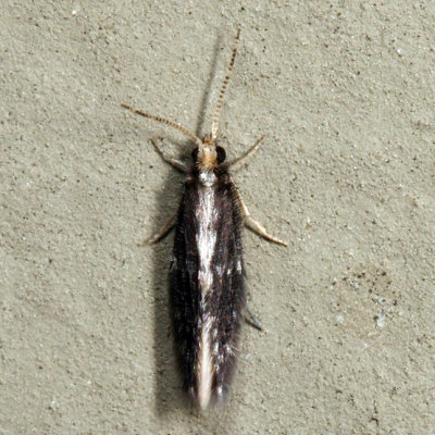 Orthotrichia sp.