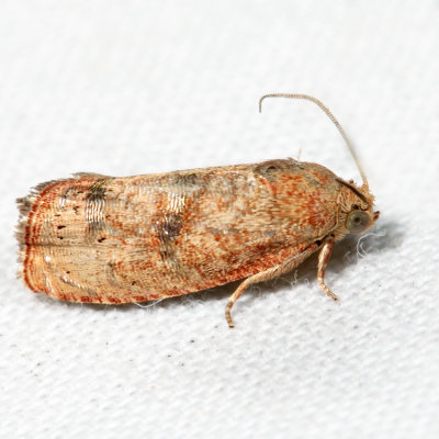 3494  Filbertworm Moth  Cydia latiferreana *
