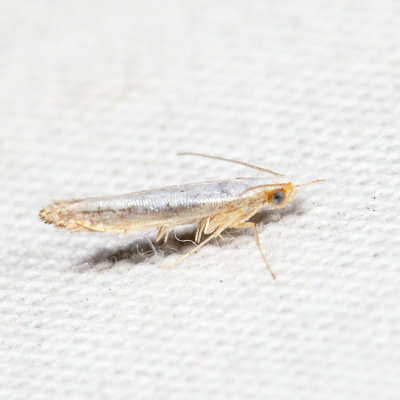 2479  Speckled Argyresthia Moth  Argyresthia subreticulata *