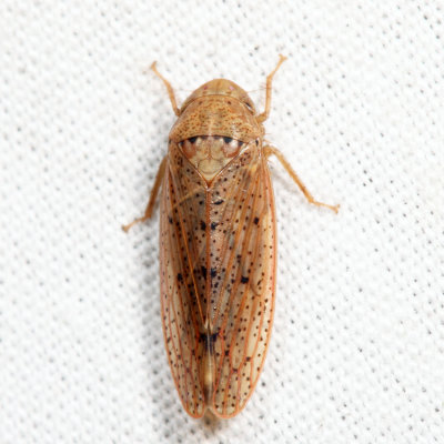 Ponana puncticollis