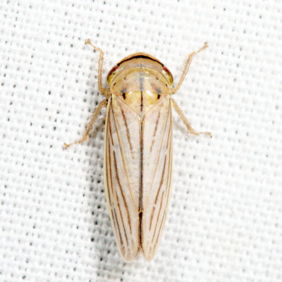 Silver Leafhopper - Athysanus argentarius