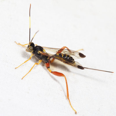 Spilopteron occiputale