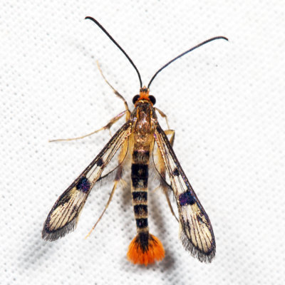 2554 – Maple Callus Borer Moth – Synanthedon acerni