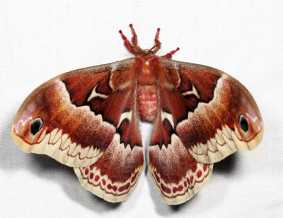 7764 - Promethia Moth- Callosamia promethea