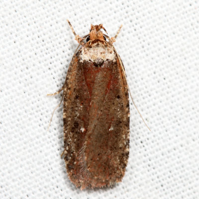 0869  Walsingham's Agonopterix Moth  Agonopterix walsinghamella *