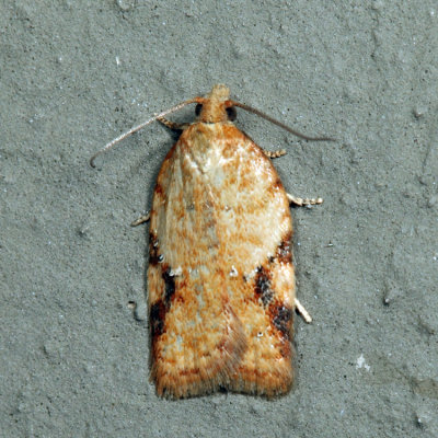 Acleris sp. 7.7.8