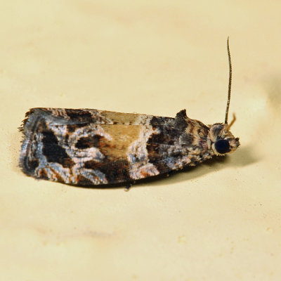 2807 - Olethreutes brunneopurpurata *