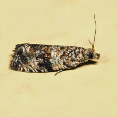 2859  Celypha Moth  Celypha cespitana *