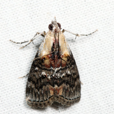 5608  Striped Oak Webworm Moth  Pococera expandens  7.7.21