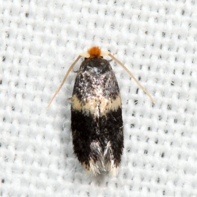  0037 – Hard Maple Budminer Moth – Ectoedemia ochrefasciella 7.7.23