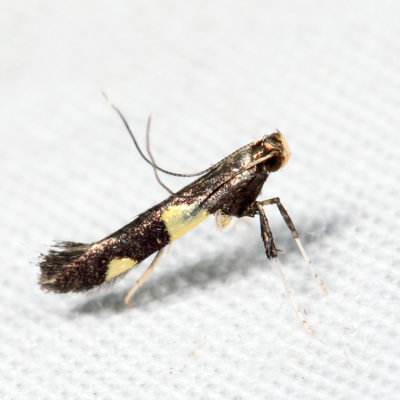 0600 – Caloptilia cornusella 7.7.29
