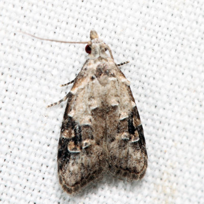 2315 - Currant Fruitworm Moth - Carposina fernaldana 7.8.3