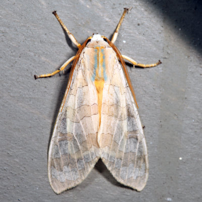 8203 - Banded Tussock Moth - Halysidota tessellaris*