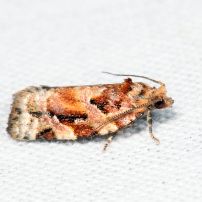 3603 – Jack Pine Tube Moth – Argyrotaenia tabulana *