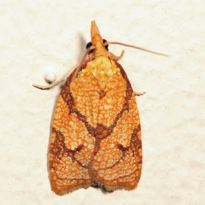 3720  Reticulated Fruitworm Moth  Cenopis reticulatana *