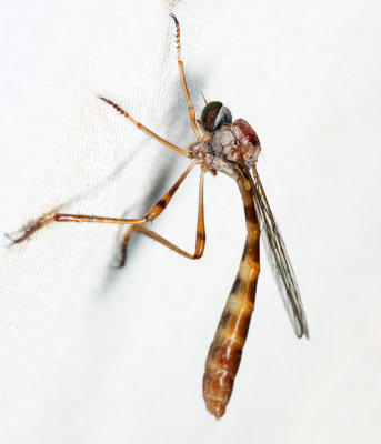 Tipulogaster glabrata
