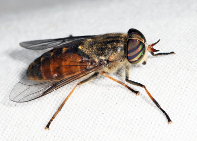 Hybomitra epistates