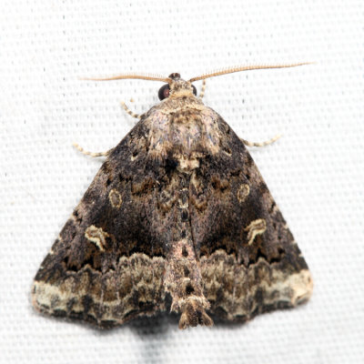 9056 - Waterlily Moth - Homophoberia cristata