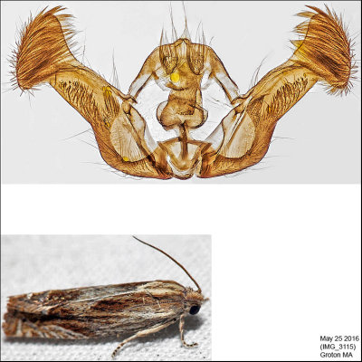 2916 - Beautiful Phaneta Moth - Eucosma formosana