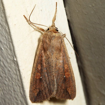 10438 - Armyworm Moth - Mythimna unipuncta *