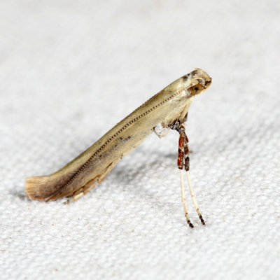 Caloptilia sp.*