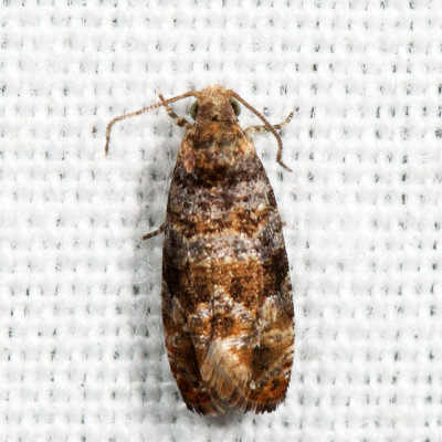 Paralobesia sp. 7.11.2